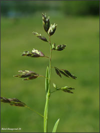 Grasfamilien
